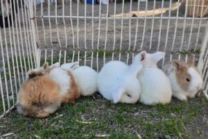 El PAISAventa de conejos para mascotas