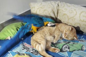 El Ruiseñor Casa de Mascotas