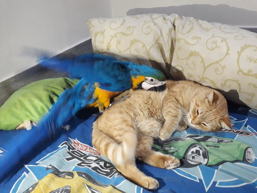 El Ruiseñor Casa de Mascotas