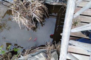 El Zorzal Mascotas Y Jardin