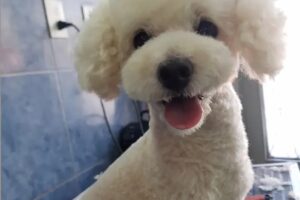 Entrecanes peluquería y guardería canina