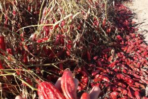 Especiera y Frutos secos Tesoro de Amaicha