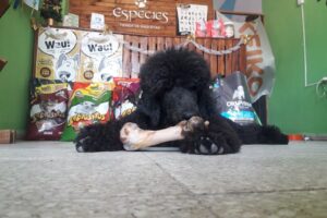 Especies Peluquería Canina Tienda de mascotas