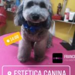Estética canina