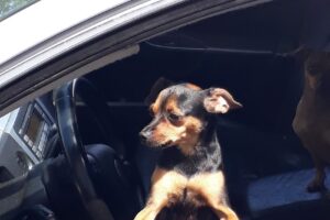 Estilo canino Laprida