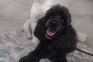 Estilo canino Peluquería