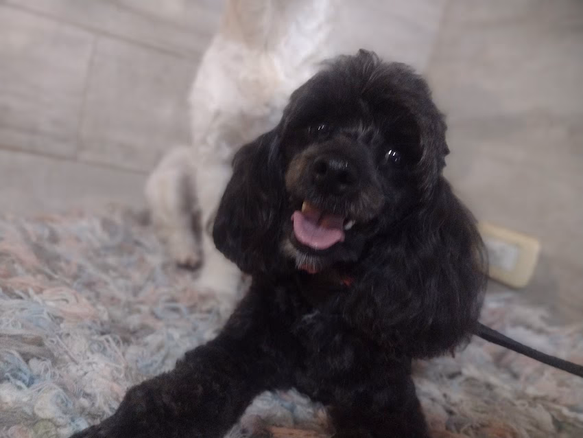 Estilo canino Peluquería