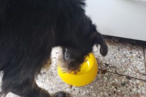 Eukanuba Funes Pet Shop