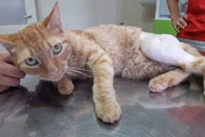 Exovet Clínica Veterinaria