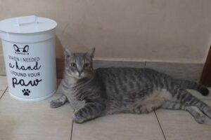 Fauna almacén de mascotas