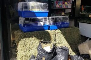 Feria de los pajaritos