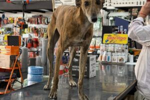 Ferretería y Forrajeria Don José