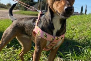 Fiona Pets Pet Shop Online