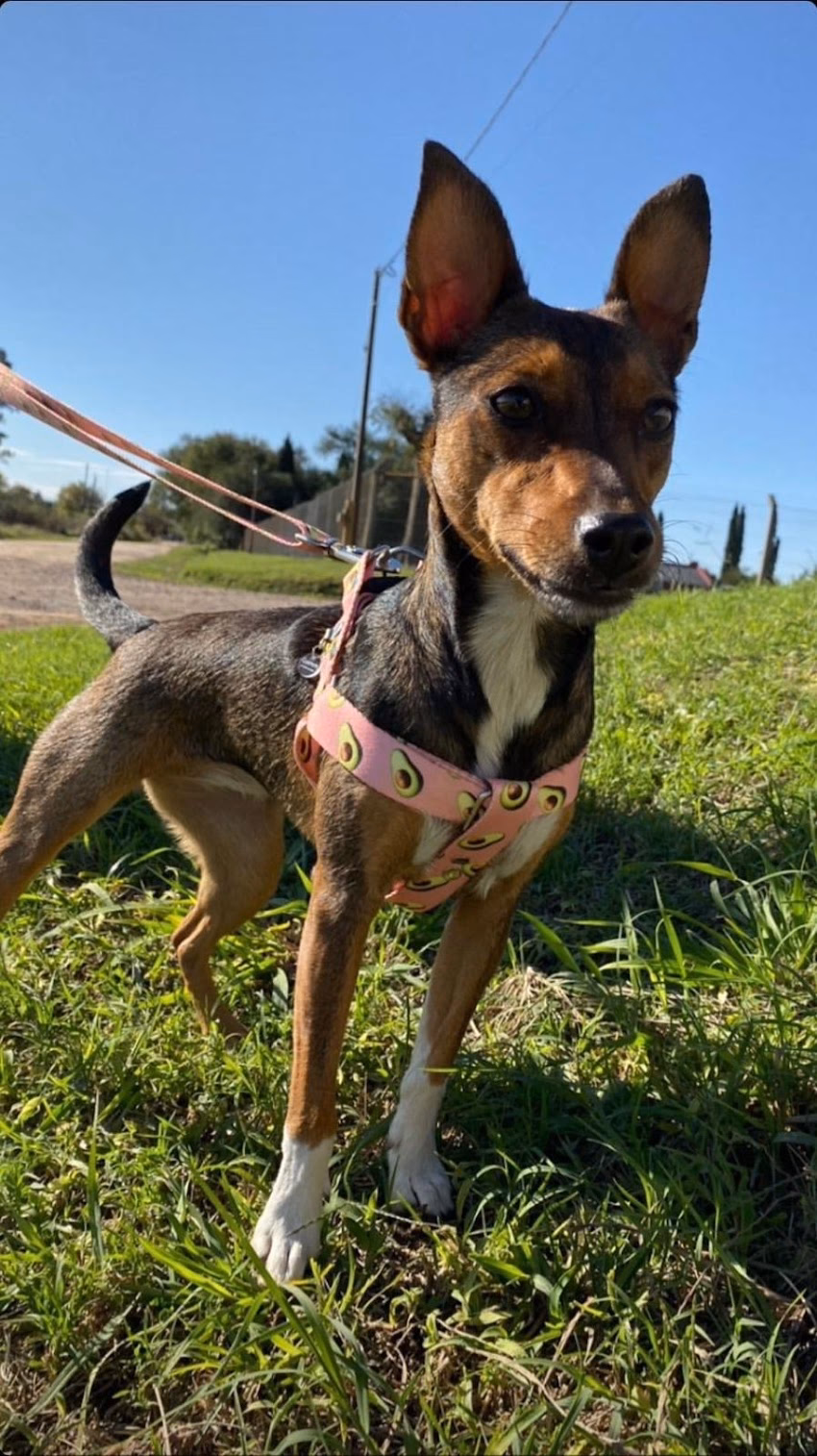 Fiona Pets Pet Shop Online