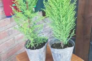 Forrajeria Apapachar