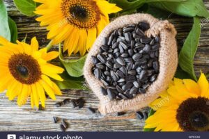 Forrajeria Cachorros