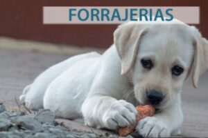 Forrajeria Cereales Talabartería