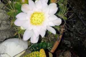 Forrajería Del Pueblo