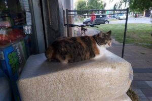 Forrajeria el Gato Negro Alimentos Balanceados