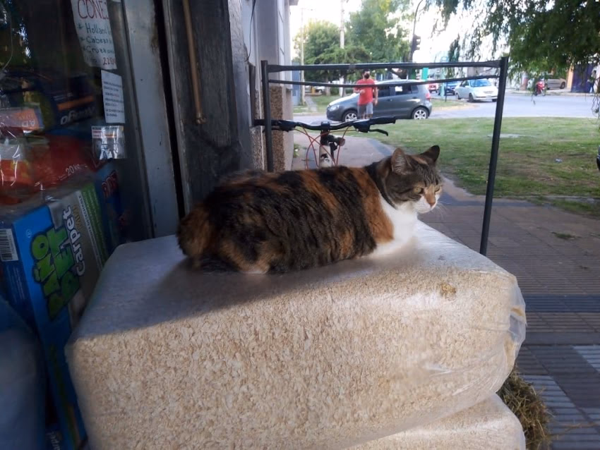 Forrajeria el Gato Negro Alimentos Balanceados