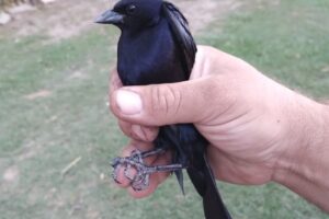 Forrajeria El Orejano