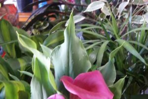 Forrajeria El Pollito