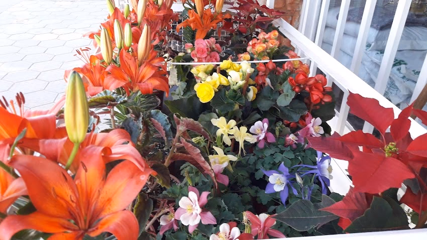 Forrajeria El Pollito