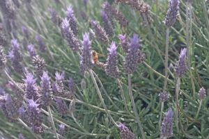 Forrajeria El Refugio