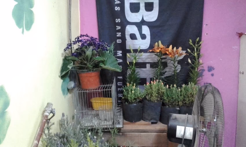 Forrajería El Trébol