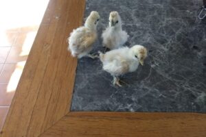 Forrajeria La Cañada