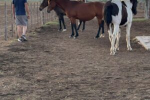Forrajería La Estancia