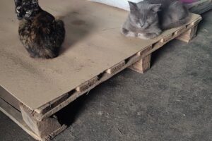 Forrajería Las Flores