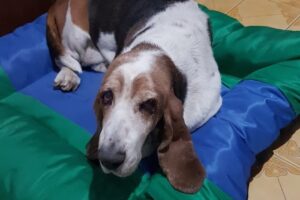 Forrajeria Matias Figueroa