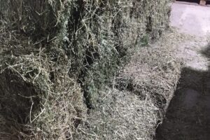 Forrajeria Pajaro Loco