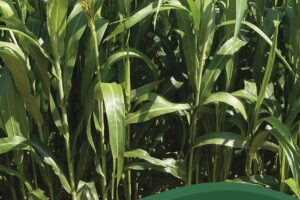 Forrajeria San Salvador