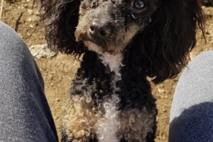 Forrajeria y Tienda de mascotas Pehuen