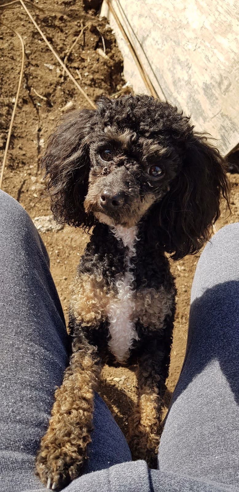 Forrajeria y Tienda de mascotas Pehuen