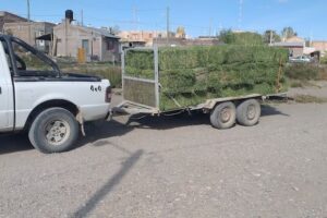 Forrajes y almacén El Palenque