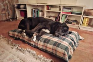 Gerar Alimentos Balanceados Casa Central Centro de San Rafael