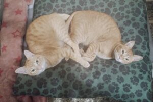 Gitana Pet Shop Tienda de mascotas en Miramar