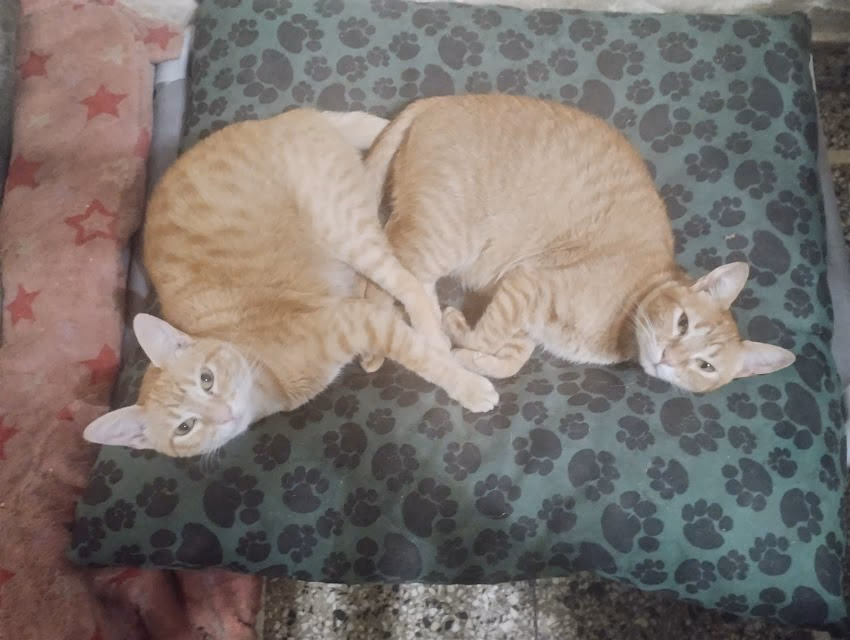 Gitana Pet Shop Tienda de mascotas en Miramar