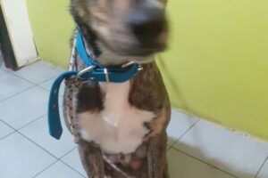 Gossos Peluqueria Canina