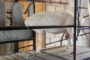 Granja Champs Élysées