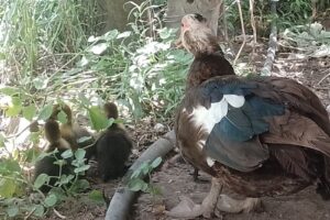 Granja Los Caracciolitos