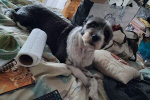 Guarderia petshop y peluquería Canina Lo De Ro