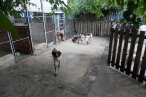 Guarderia y Petshop Ruca maylen