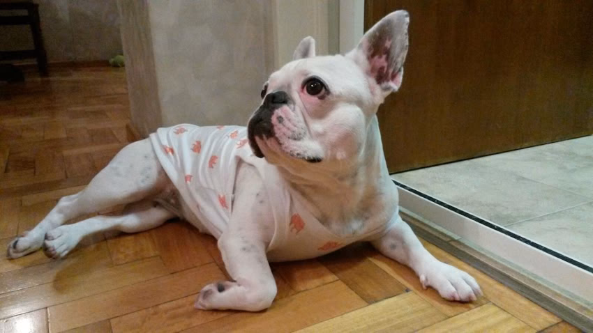 Hakuna Matata Pet Shop Hipolito Yrigoyen 9174