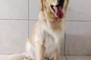 Happy Pets peluquería canina