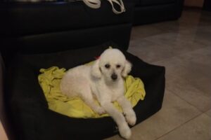 Hipermascotas Godoy Cruz