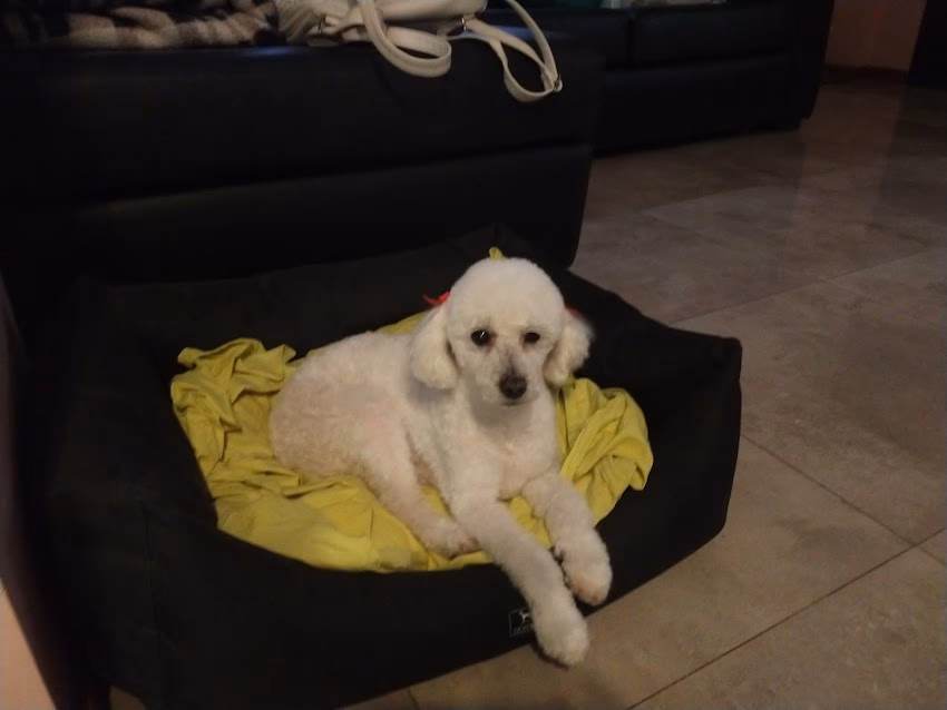 Hipermascotas Godoy Cruz